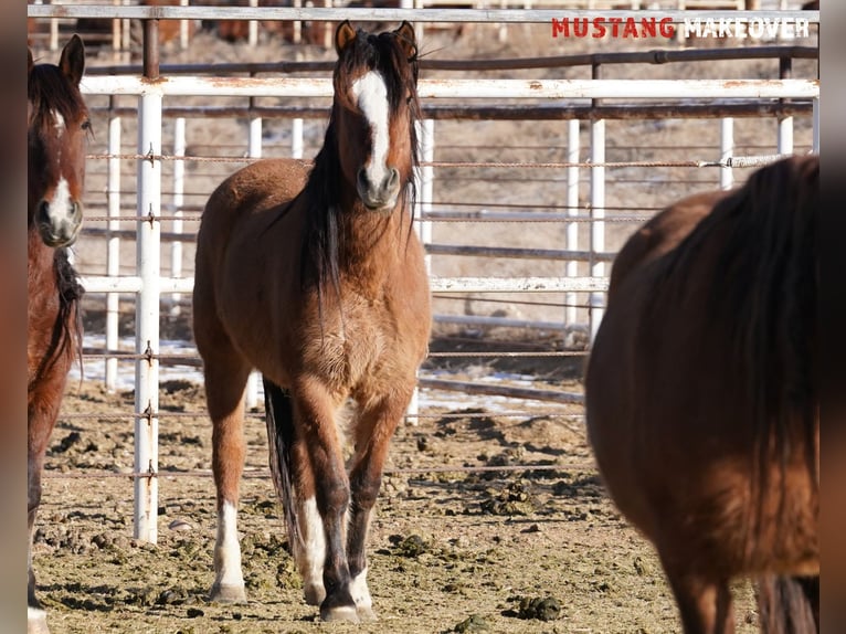 Mustang (american) Mare 6 years 14,3 hh Dun in Taunusstein