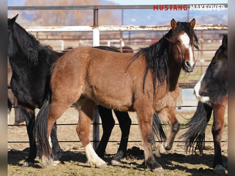 Mustang (american) Mare 6 years 14,3 hh Dun in Taunusstein