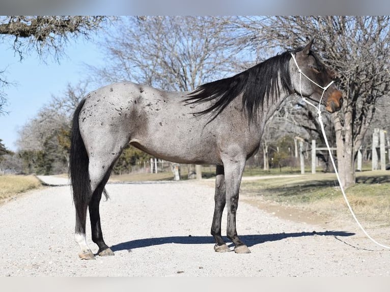 Mustang (american) Mare 6 years Roan-Bay in Floresville