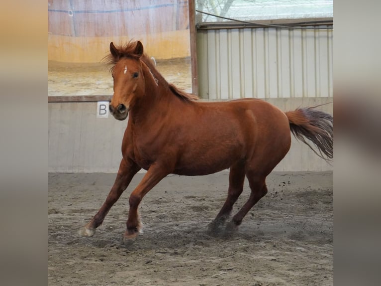 Mustang (american) Mare 7 years 13,2 hh Chestnut-Red in Taunusstein