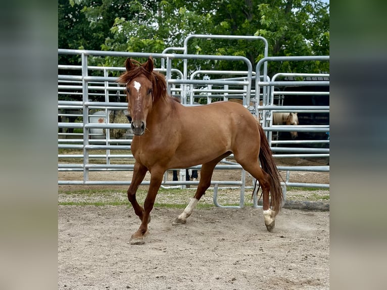 Mustang (american) Mare 7 years 14,1 hh Chestnut-Red in Amerika