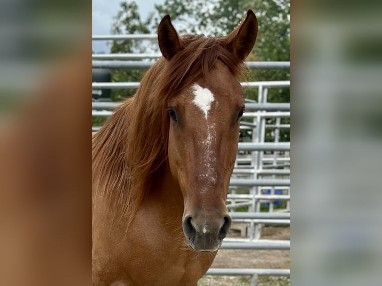 Mustang (american) Mare 7 years 14,1 hh Chestnut-Red in Amerika