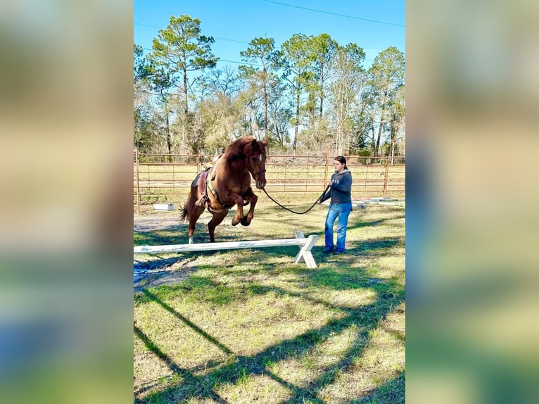 Mustang (american) Mare 7 years 14,1 hh Chestnut-Red in Amerika