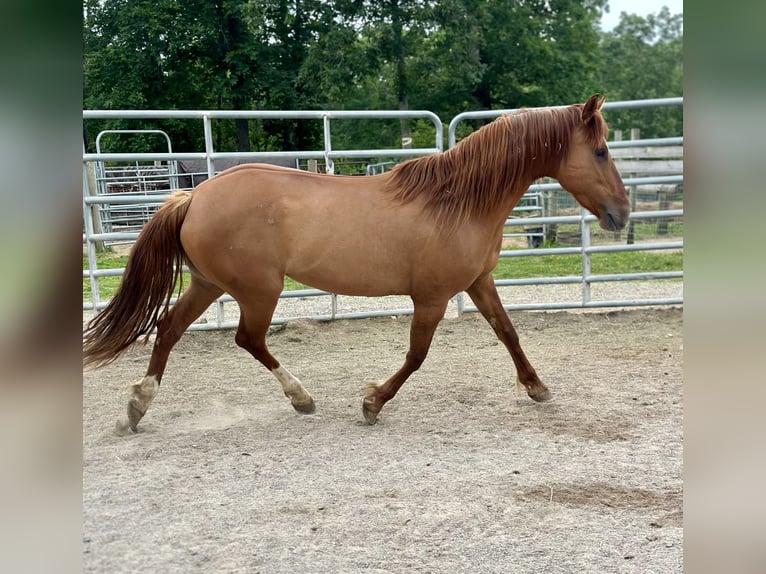 Mustang (american) Mare 7 years 14,1 hh Chestnut-Red in Amerika