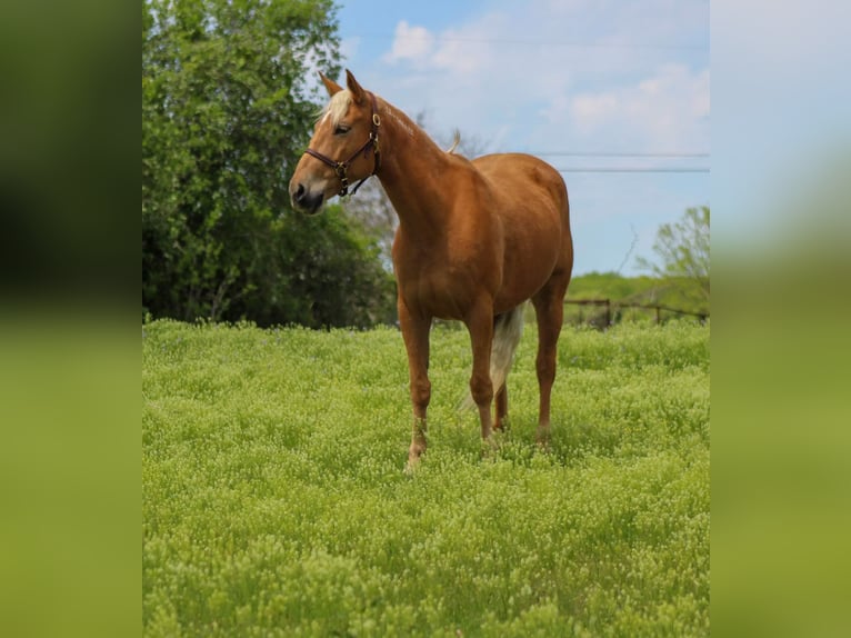 Mustang (american) Mare 7 years 14,2 hh Palomino in sTEPHENVILLE tx