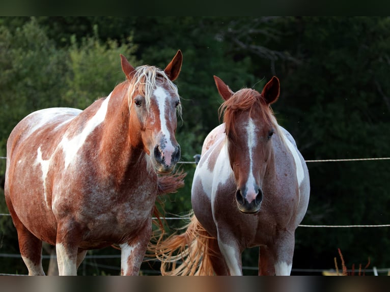 Mustang (american) Mare 7 years 14,2 hh Pinto in Geislingen an der Steige Aufhausen