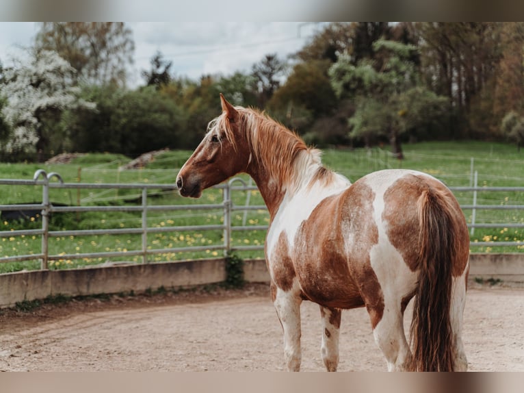 Mustang (american) Mare 7 years 14,2 hh Pinto in Geislingen an der Steige Aufhausen