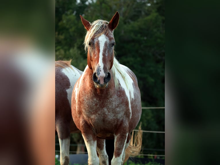 Mustang (american) Mare 7 years 14,2 hh Pinto in Geislingen an der Steige Aufhausen