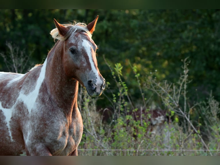 Mustang (american) Mare 7 years 14,2 hh Pinto in Geislingen an der Steige Aufhausen