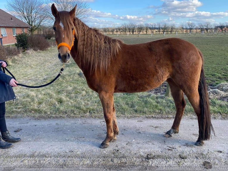 Mustang (american) Mare 7 years 15 hh Chestnut in Kalkar