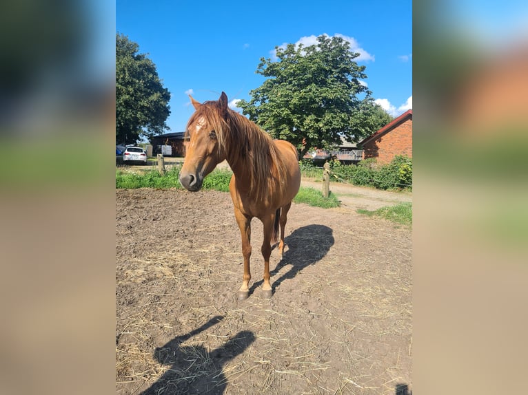 Mustang (american) Mare 7 years 15 hh Chestnut in Kalkar