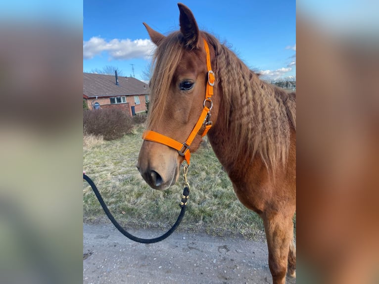 Mustang (american) Mare 7 years 15 hh Chestnut in Kalkar