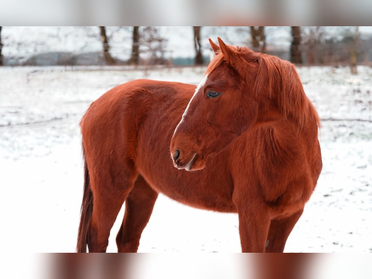 Mustang (american) Mare 7 years 15 hh Chestnut-Red in Taunusstein