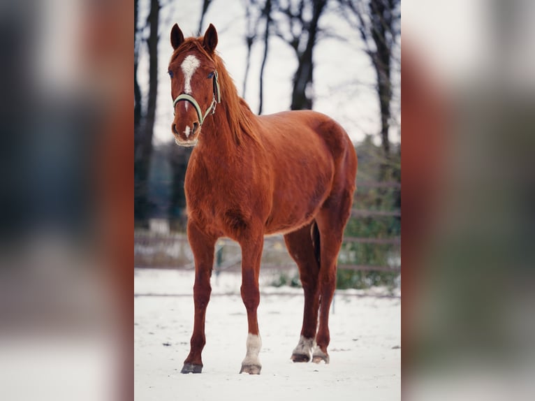 Mustang (american) Mare 7 years 15 hh Chestnut-Red in Taunusstein