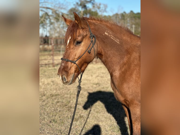 Mustang (american) Mare 8 years 14,1 hh Chestnut-Red in Amerika