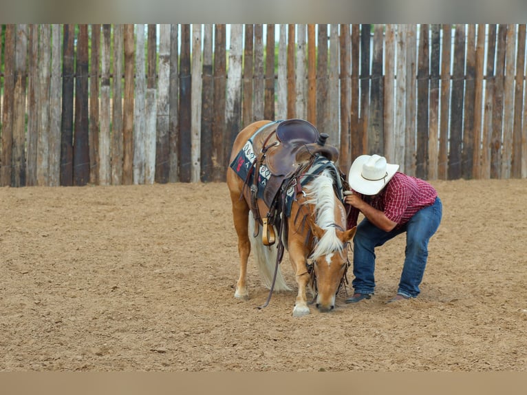 Mustang (american) Mare 8 years 14,2 hh Palomino in sTEPHENVILLE tx