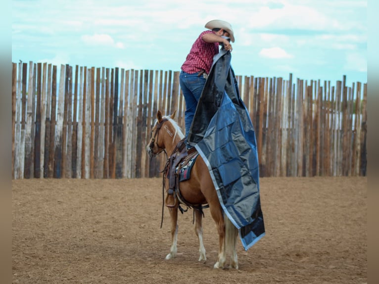 Mustang (american) Mare 8 years 14,2 hh Palomino in sTEPHENVILLE tx