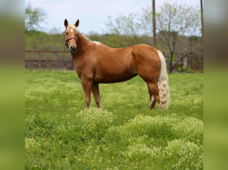 Mustang (american) Mare 8 years 14,2 hh Palomino in sTEPHENVILLE tx