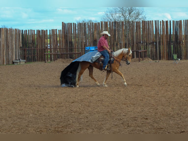 Mustang (american) Mare 8 years 14,2 hh Palomino in sTEPHENVILLE tx