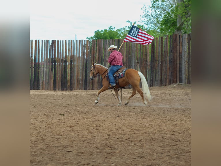 Mustang (american) Mare 8 years 14,2 hh Palomino in sTEPHENVILLE tx