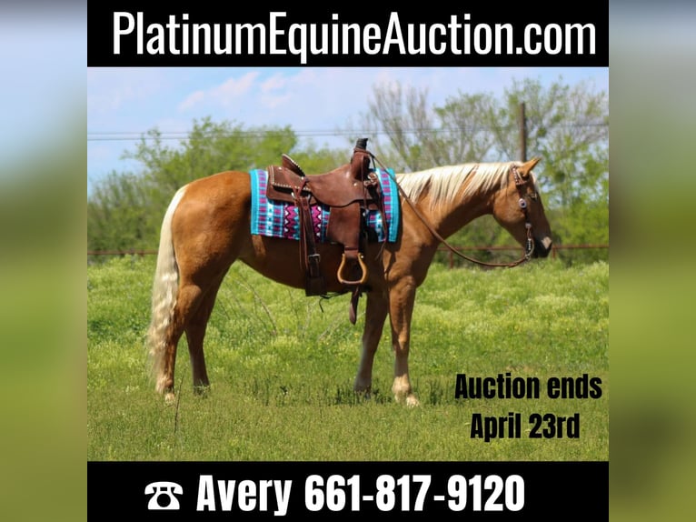 Mustang (american) Mare 8 years 14,2 hh Palomino in sTEPHENVILLE tx