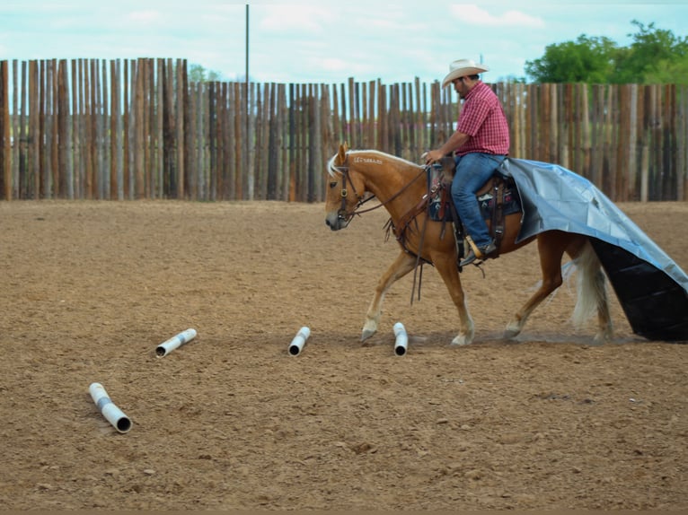 Mustang (american) Mare 8 years 14,2 hh Palomino in sTEPHENVILLE tx