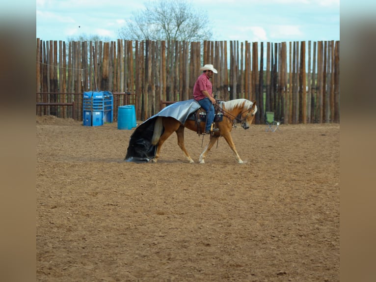 Mustang (american) Mare 8 years 14,2 hh Palomino in sTEPHENVILLE tx