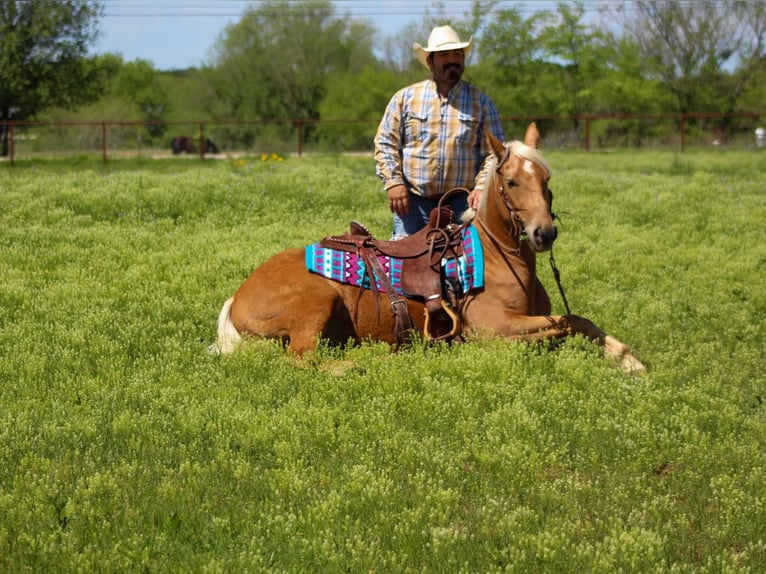 Mustang (american) Mare 8 years 14,2 hh in sTEPHENVILLE tx