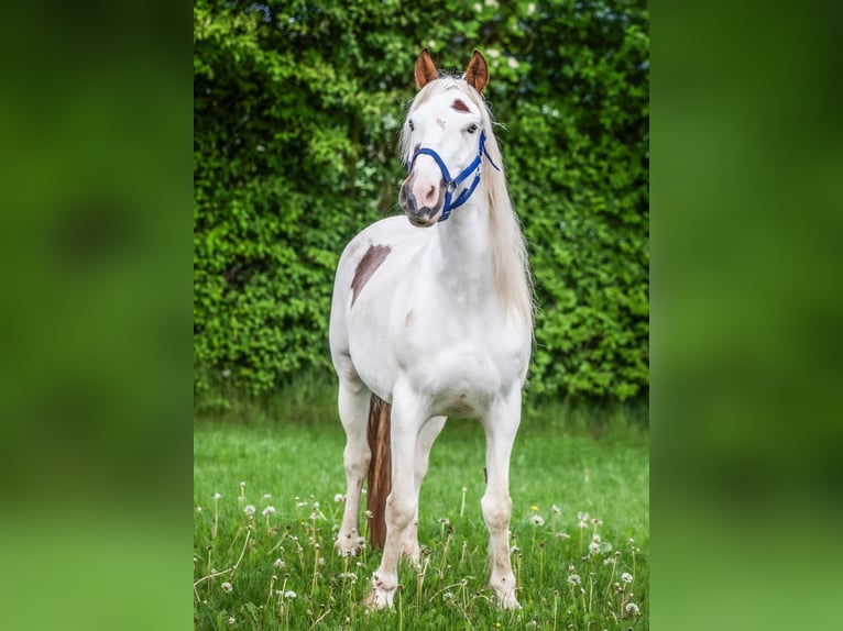 Mustang (american) Mare 9 years 14,1 hh Tovero-all-colors in Jesberg