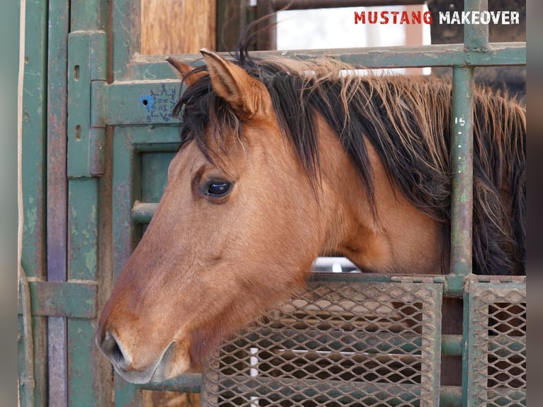 Mustang (american) Mare 9 years 14,2 hh Dun in Taunusstein