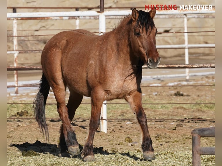 Mustang (american) Mare 9 years 14,2 hh Dun in Taunusstein