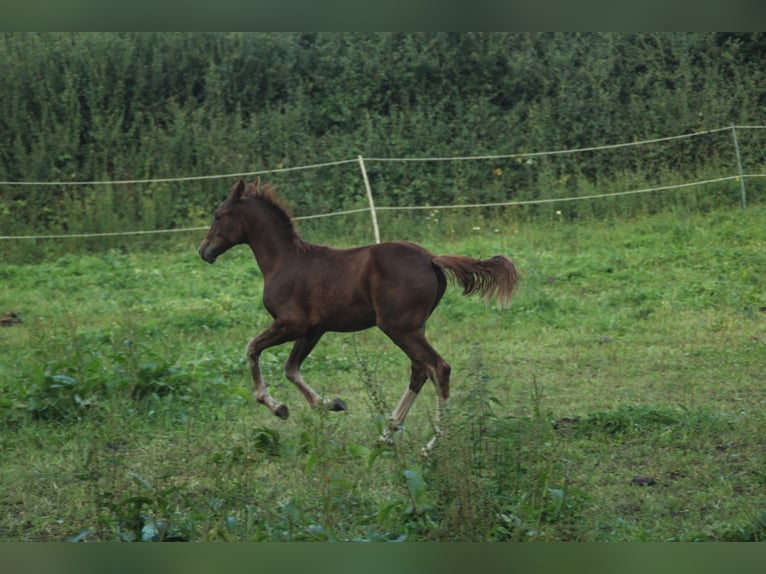 Mustang (american) Mix Mare Foal (05/2024) 14,3 hh Chestnut in Einbeck