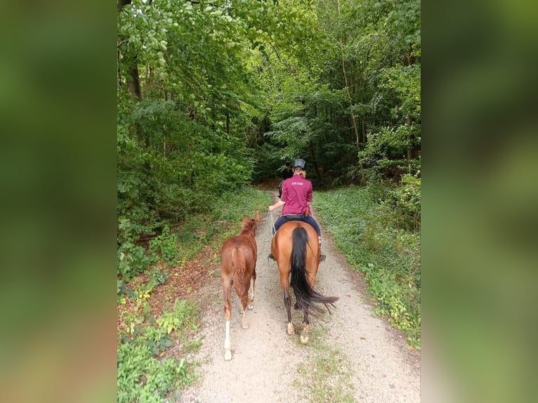 Mustang (american) Mix Mare Foal (05/2024) 14,3 hh Chestnut in Einbeck