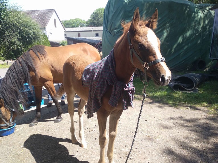 Mustang (american) Mix Mare Foal (05/2024) 14,3 hh Chestnut in Einbeck