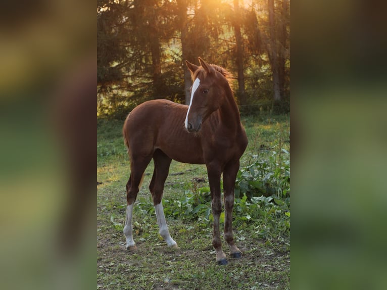 Mustang (american) Mix Mare Foal (05/2024) 14,3 hh Chestnut in Einbeck