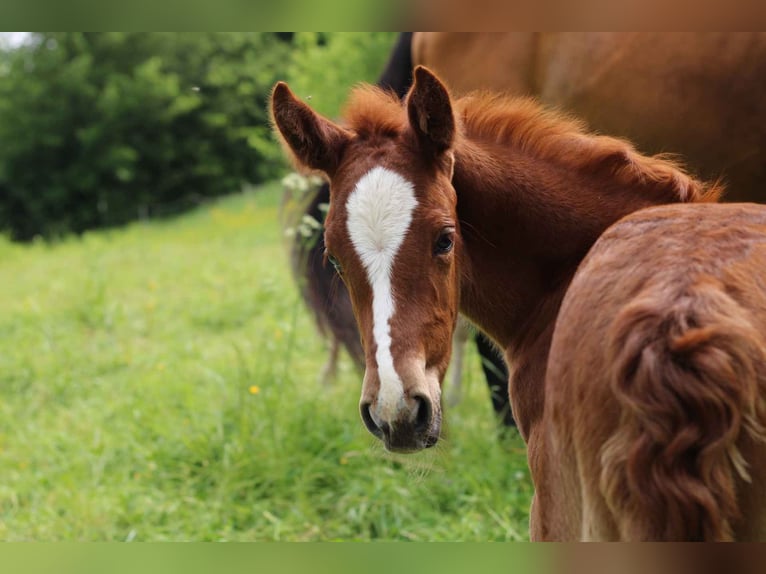 Mustang (american) Mix Mare Foal (05/2024) 14,3 hh Chestnut in Einbeck