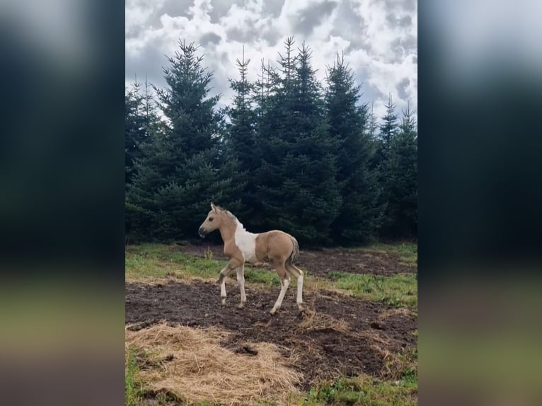 Mustang (american) Mare Foal (08/2024) 15,1 hh Grullo in Maxsain