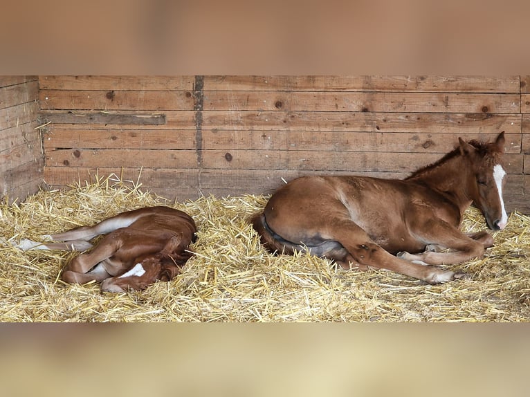 Mustang (american) Mare Foal (06/2024) 15 hh Chestnut in Maxsain