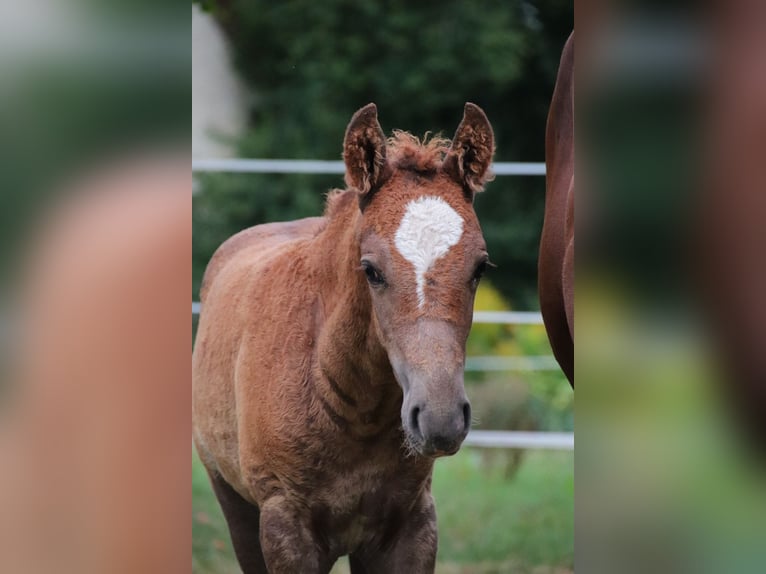 Mustang (american) Stallion 1 year 14,3 hh Chestnut in Geislingen an der Steige