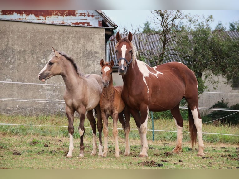 Mustang (american) Stallion 1 year 14,3 hh Chestnut in Geislingen an der Steige