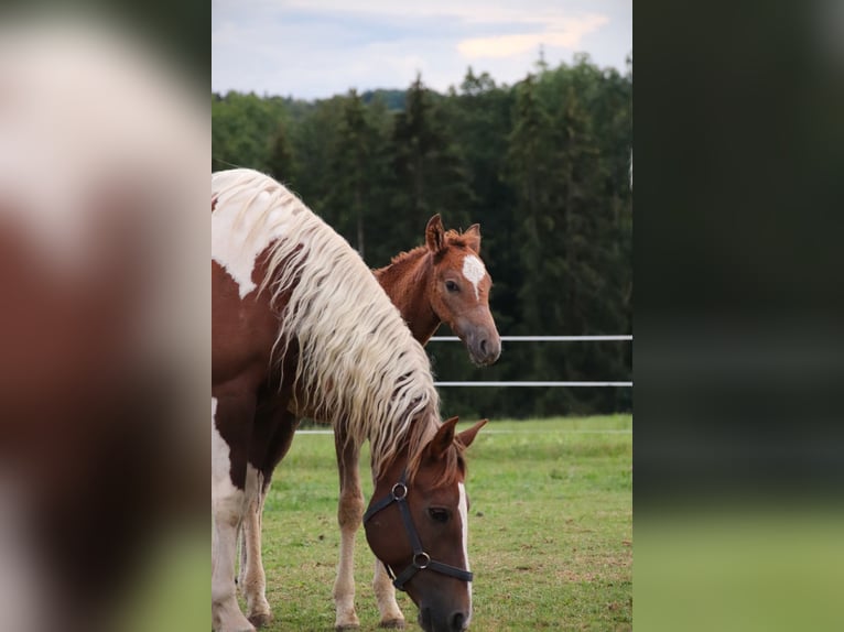 Mustang (american) Stallion 1 year 14,3 hh Chestnut in Geislingen an der Steige