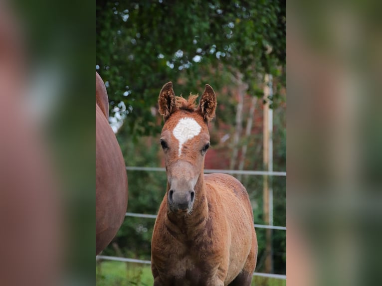 Mustang (american) Stallion 1 year 14,3 hh Chestnut in Geislingen an der Steige