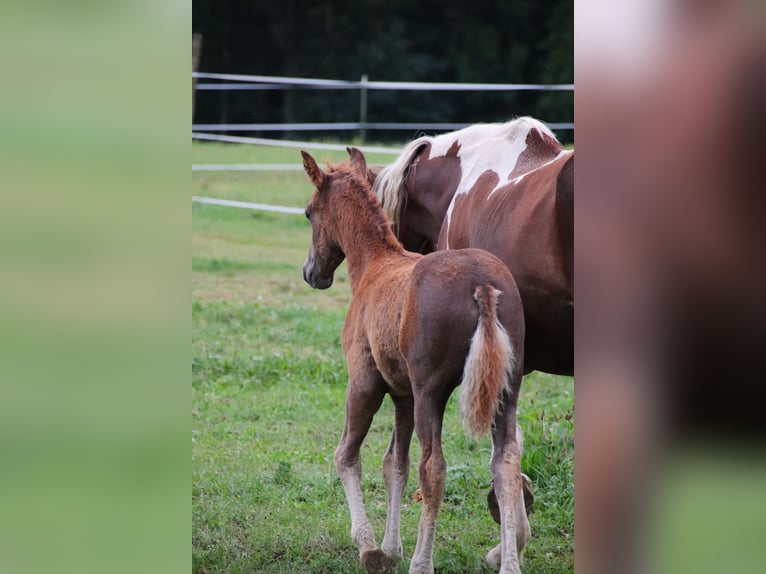 Mustang (american) Stallion 1 year 14,3 hh Chestnut in Geislingen an der Steige