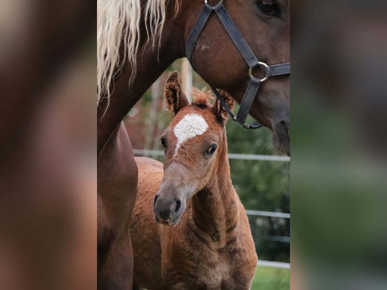 Mustang (american) Stallion 1 year 14,3 hh Chestnut in Geislingen an der Steige