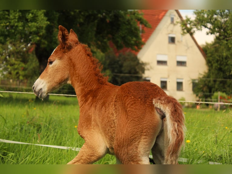 Mustang (american) Stallion 1 year 14,3 hh Chestnut in Geislingen an der Steige