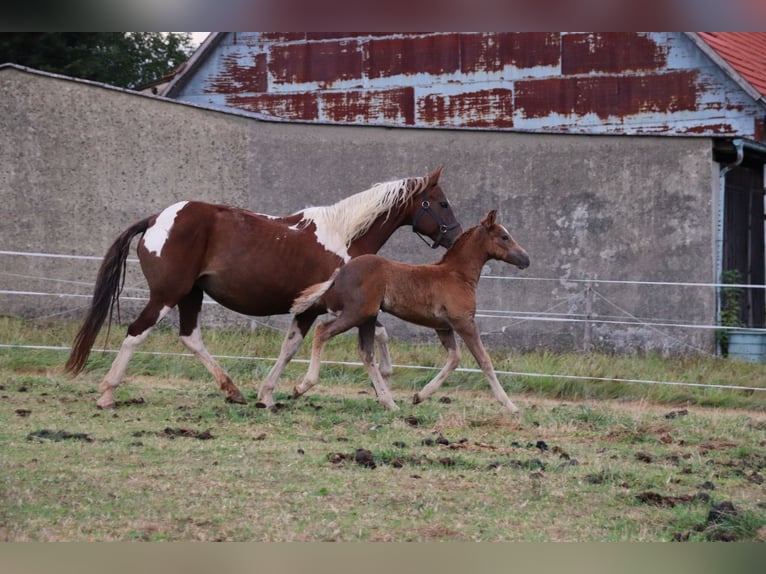 Mustang (american) Stallion 1 year 14,3 hh Chestnut in Geislingen an der Steige