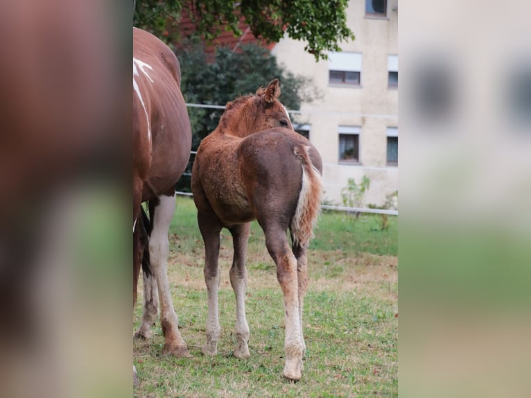 Mustang (american) Stallion 1 year 14,3 hh Chestnut in Geislingen an der Steige