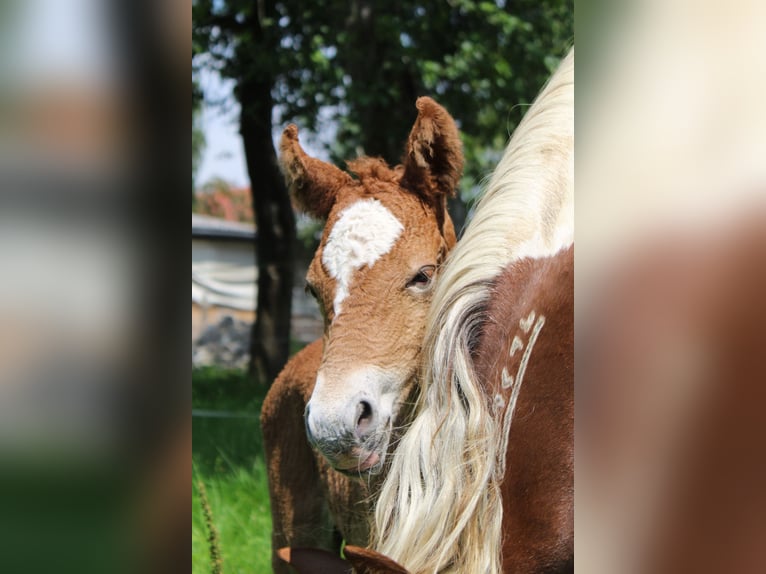 Mustang (american) Stallion 1 year 14,3 hh Chestnut in Geislingen an der Steige