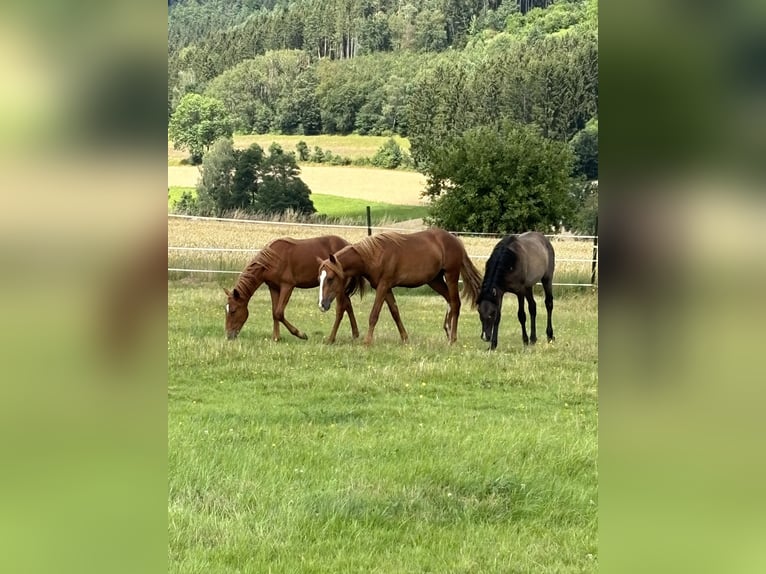 Mustang (american) Stallion 1 year 15,1 hh Chestnut-Red in Weiden i.d.Opf