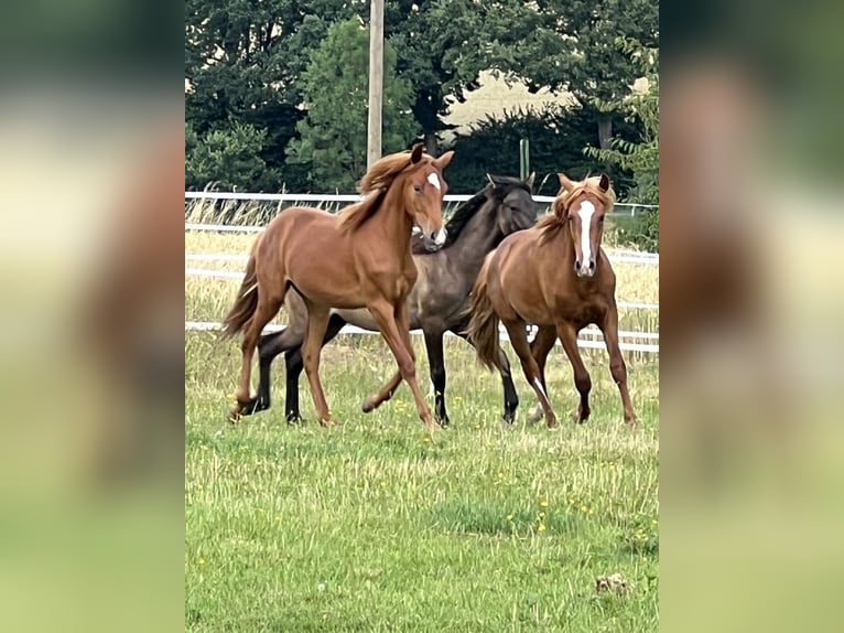 Mustang (american) Stallion 1 year 15,1 hh Chestnut-Red in Weiden i.d.Opf